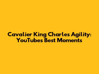 Cavalier King Charles Agility: YouTube's Best Moments