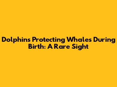 Dolphins Protecting Whales During Birth: A Rare Sight