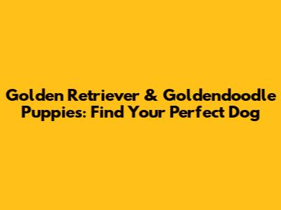 Golden Retriever & Goldendoodle Puppies: Find Your Perfect Dog