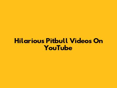 Hilarious Pitbull Videos On YouTube