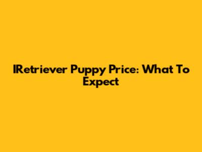 IRetriever Puppy Price: What To Expect