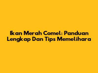 Ikan Merah Comel: Panduan Lengkap Dan Tips Memelihara