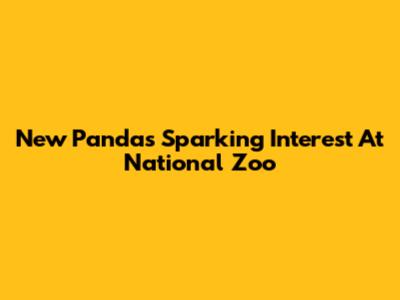 New Pandas Sparking Interest At National Zoo