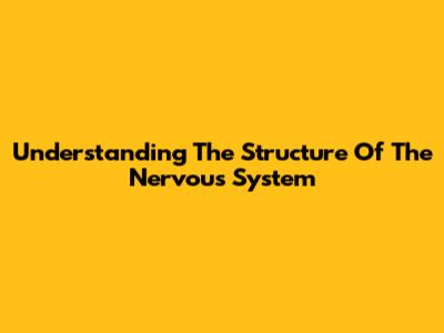 Understanding The Structure Of The Nervous System