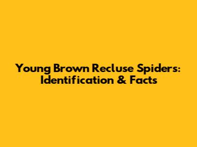 Young Brown Recluse Spiders: Identification & Facts